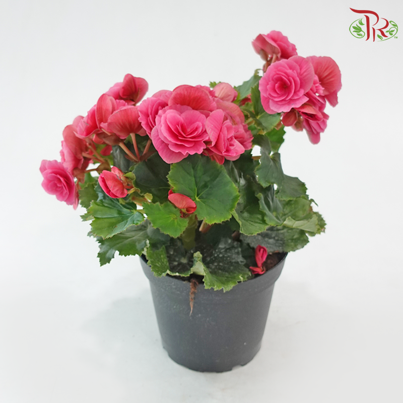 Begonia Elatior《丽格秋海棠》(Random Color)