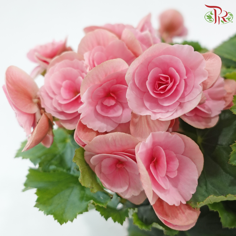 Begonia Elatior《丽格秋海棠》(Random Color)