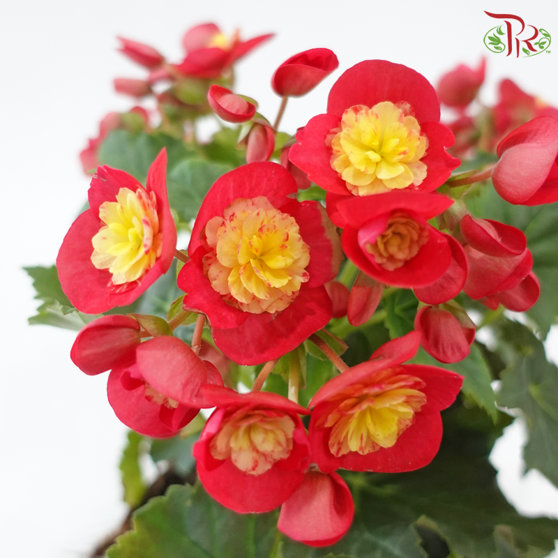 Begonia Elatior《丽格秋海棠》(Random Color)