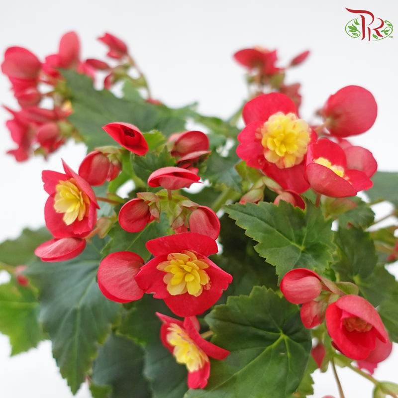 Begonia Elatior《丽格秋海棠》(Random Color)