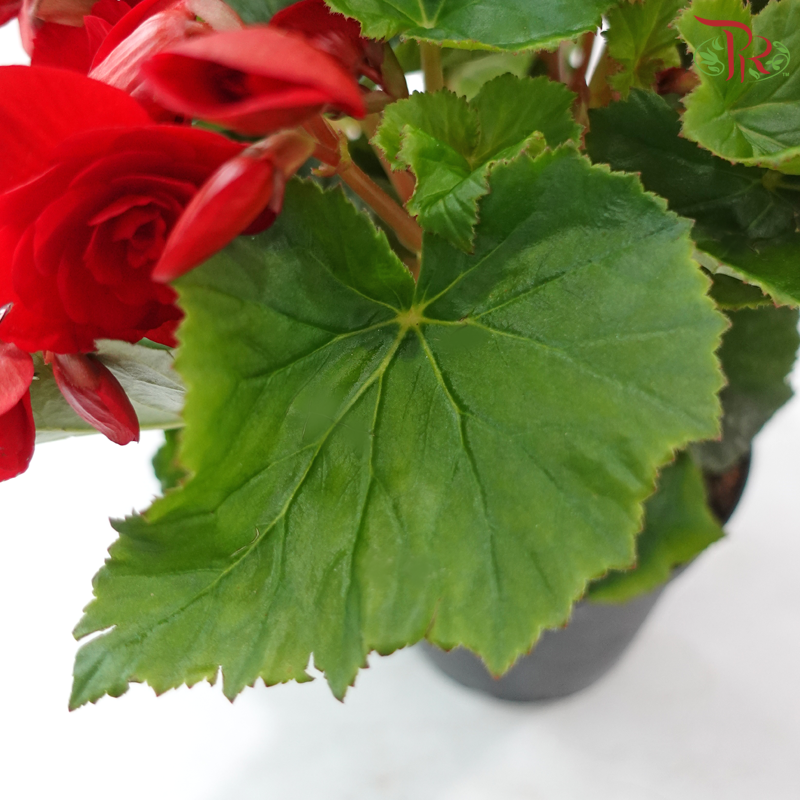 Begonia Elatior《丽格秋海棠》(Random Color)
