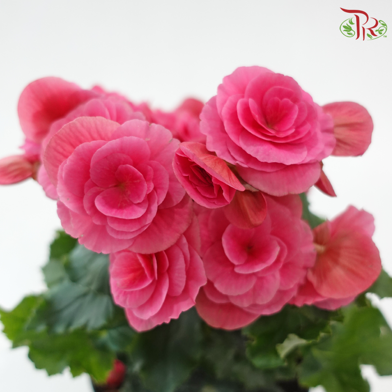 Begonia Elatior《丽格秋海棠》(Random Color)