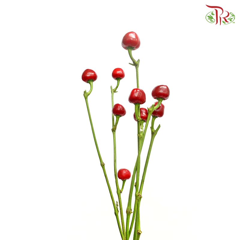 Mountain Pepper Fruit (Per Bunch) - Pudu Ria Florist
