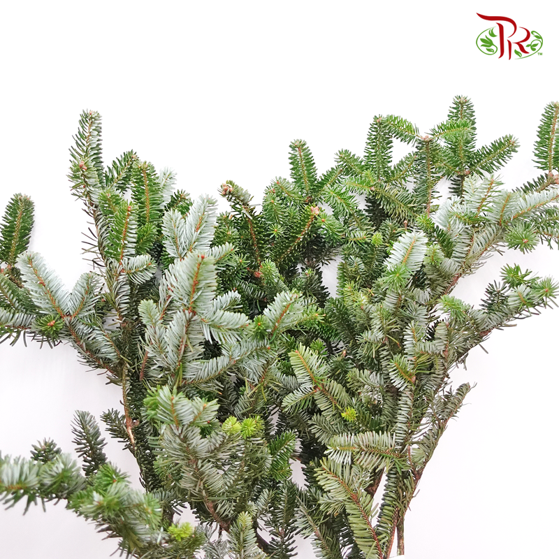 Besson Leaf - (Per Bunch) - Pudu Ria Florist