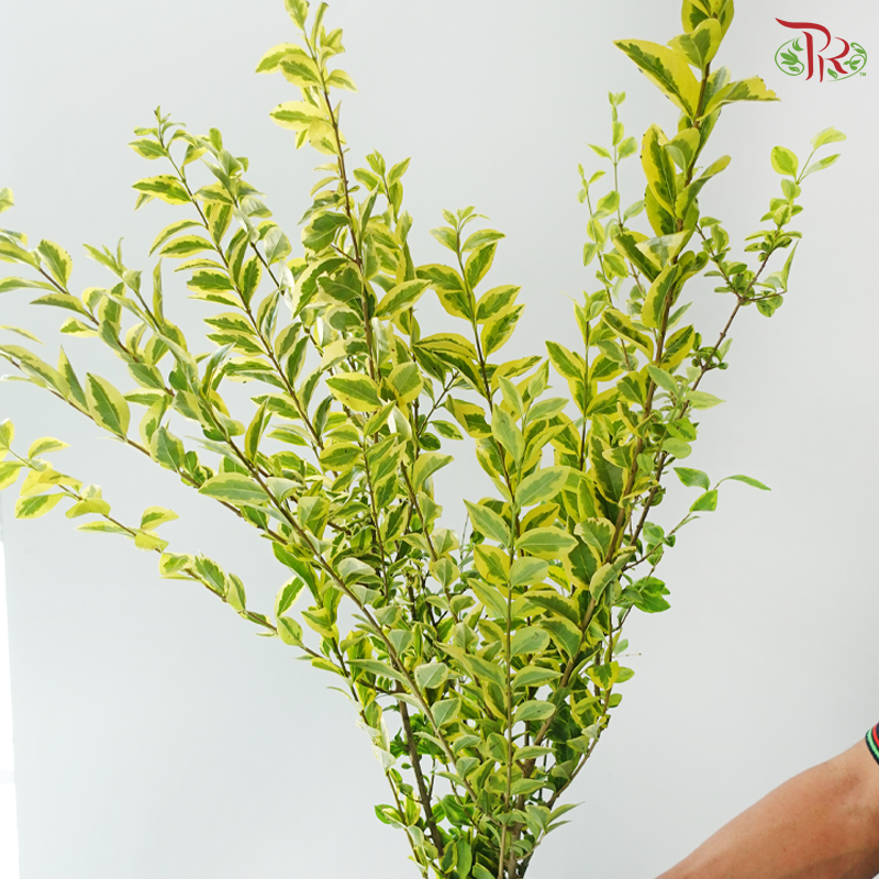 Big Privet 大女贞