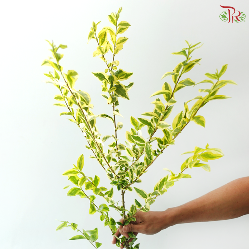 Big Privet 大女贞