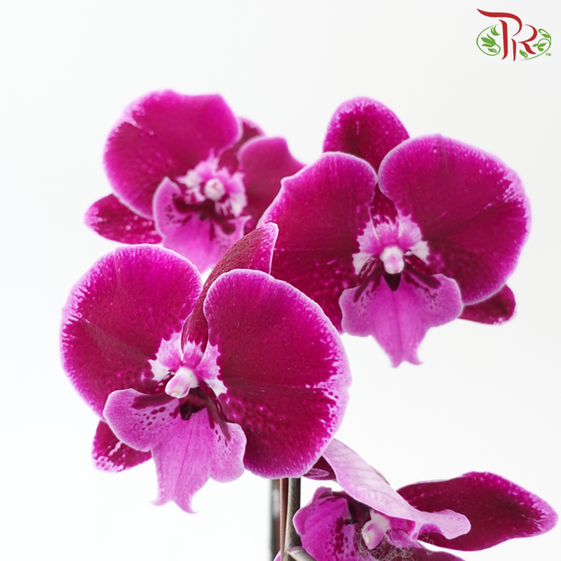 Big Single Stem Phalaenopsis Orchid - Big Lip