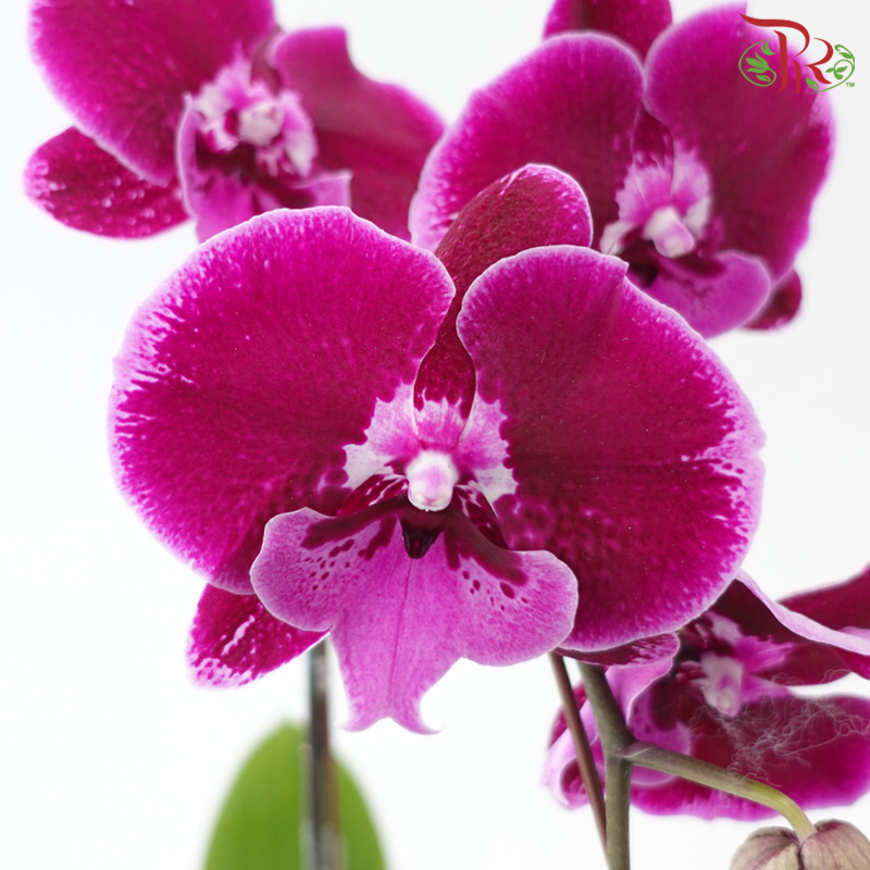 Big Single Stem Phalaenopsis Orchid - Big Lip