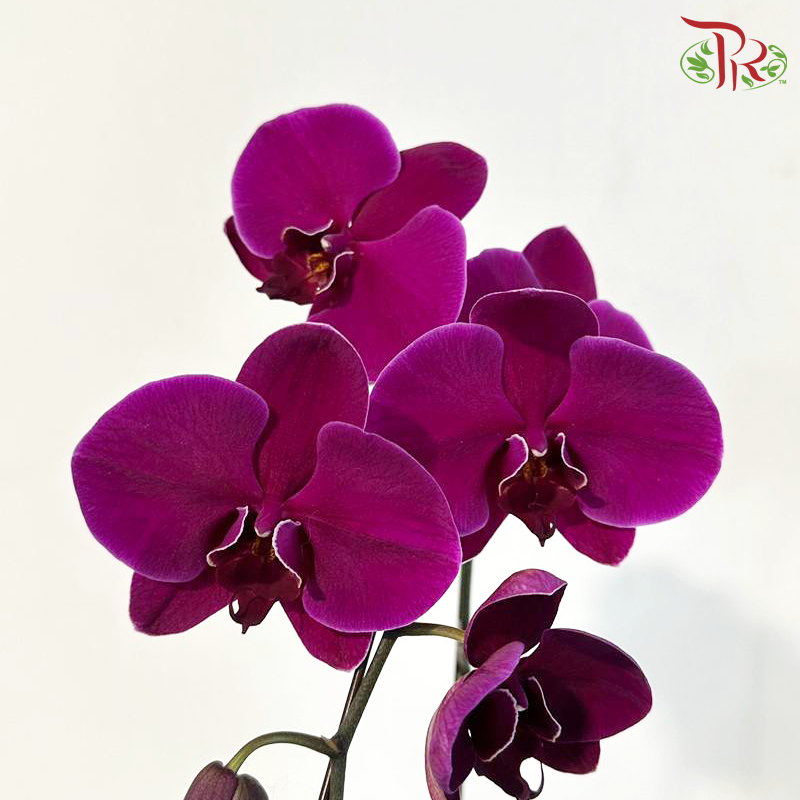 Big Single Stem Phalaenopsis Orchid