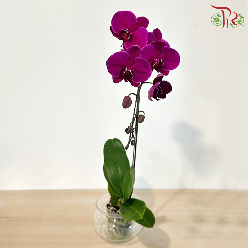 Big Single Stem Phalaenopsis Orchid