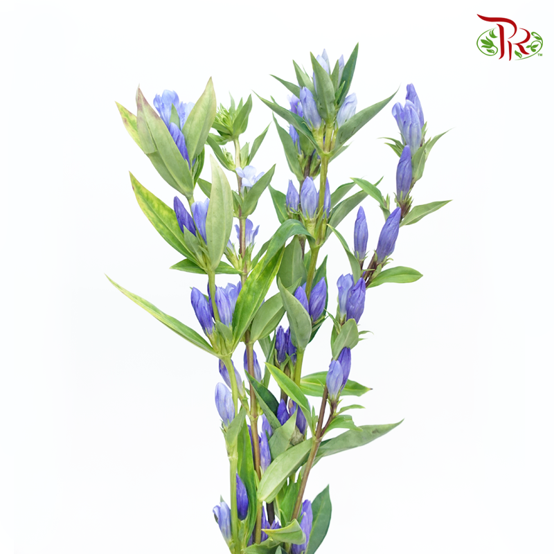 Gentiana - Blue Tone (5 Stems) - Pudu Ria Florist