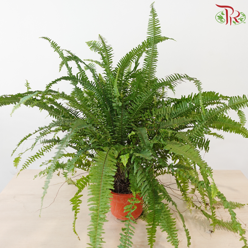 Boston Fern P220《波士顿蕨》