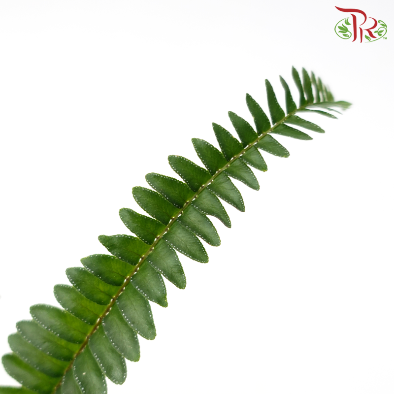 Boston Fern P120《波士顿蕨》