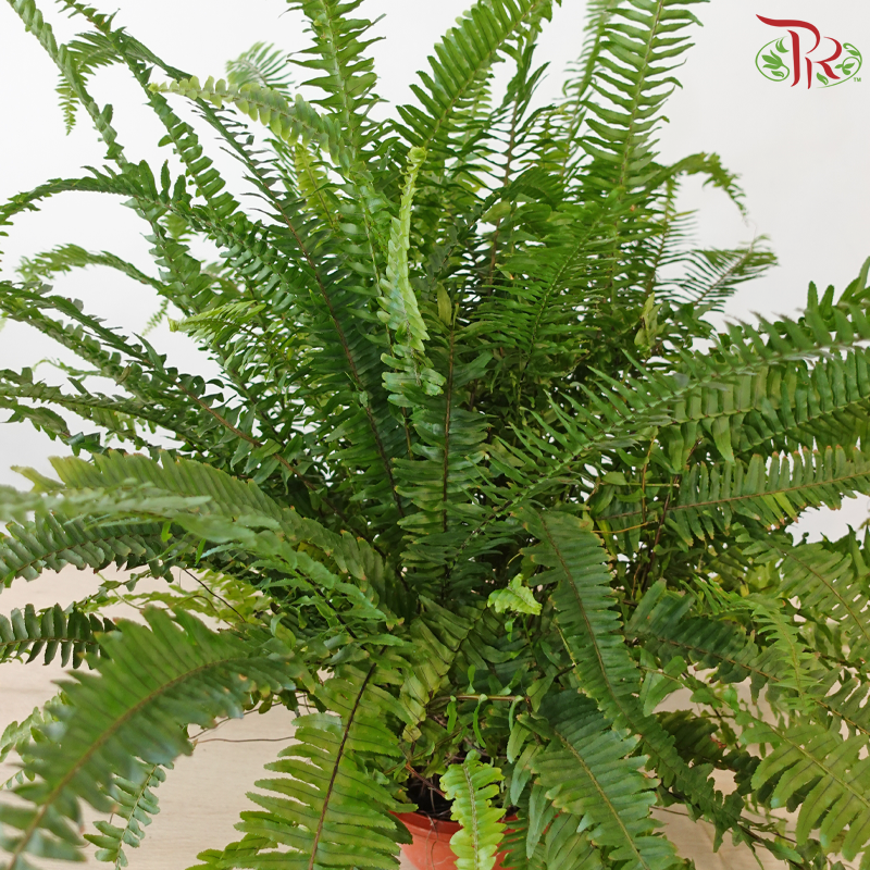 Boston Fern P220《波士顿蕨》