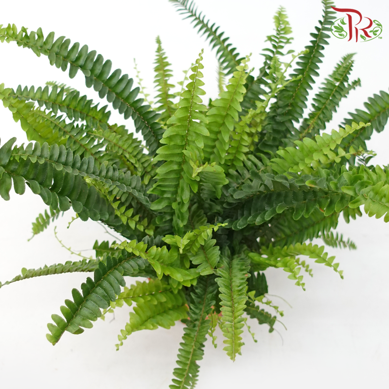 Boston Fern P120《波士顿蕨》