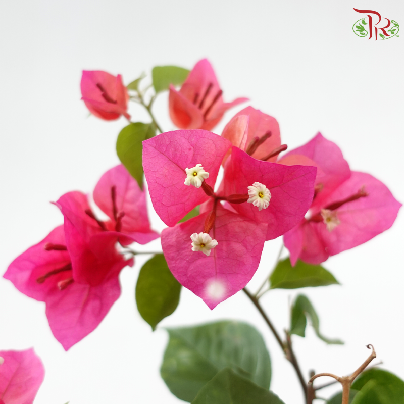 Bougainvillea Square Pot《三角梅》(Random Pick)