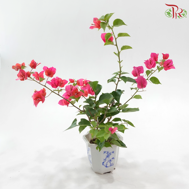 Bougainvillea Square Pot《三角梅》(Random Pick)