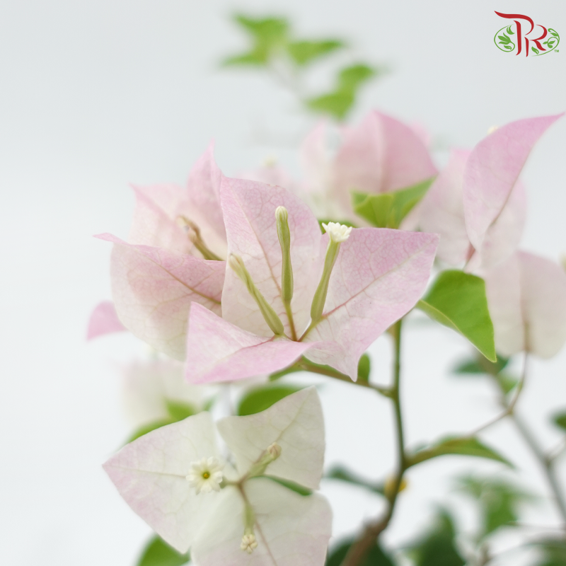 Bougainvillea Square Pot《三角梅》(Random Pick)