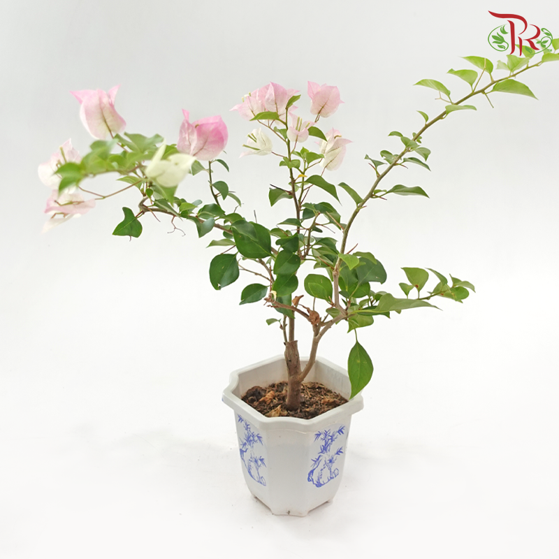 Bougainvillea Square Pot《三角梅》(Random Pick)