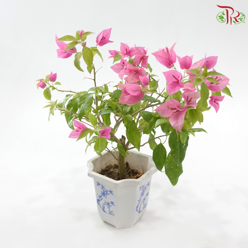 Bougainvillea Square Pot《三角梅》(Random Pick)
