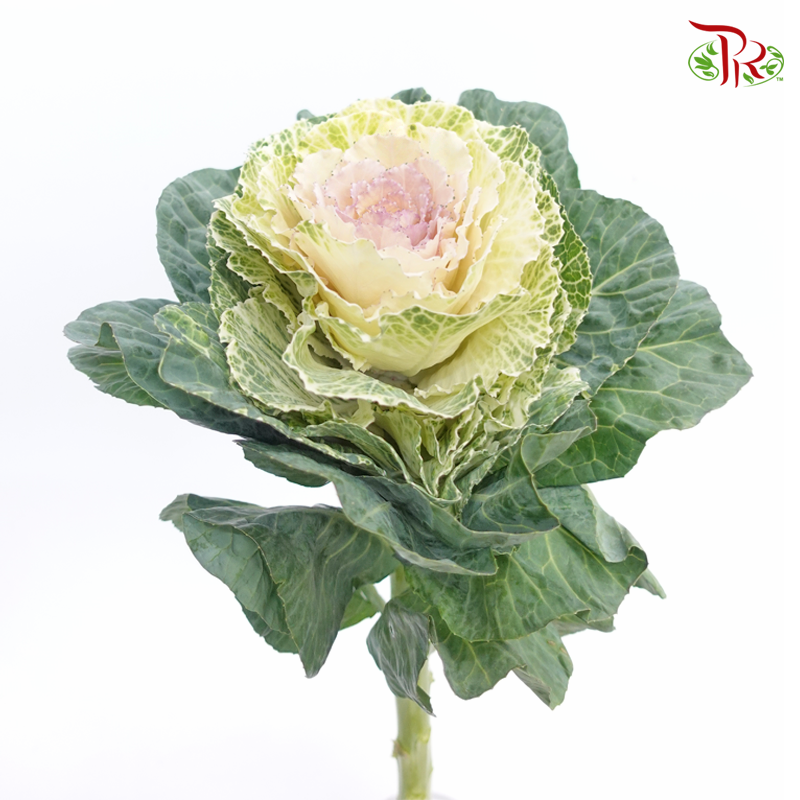 Brassica - White With Pink Heart (Per Stem) - Pudu Ria Florist