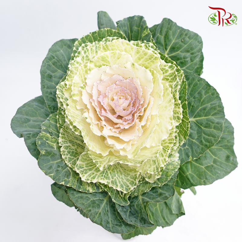 Brassica - White With Pink Heart (Per Stem) - Pudu Ria Florist