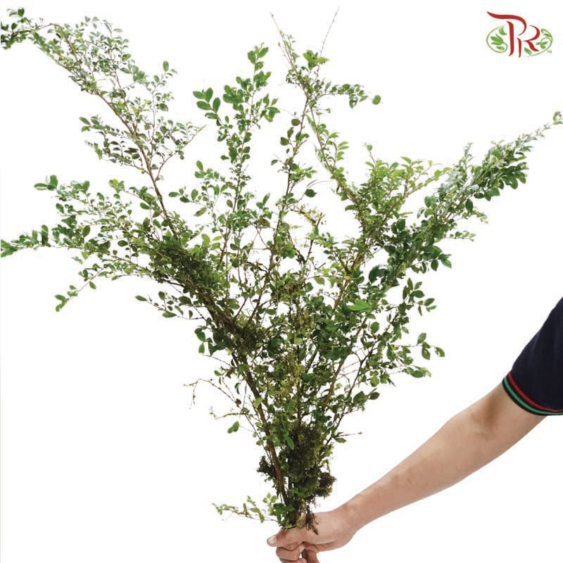 Buxus Sinica 《黄杨》