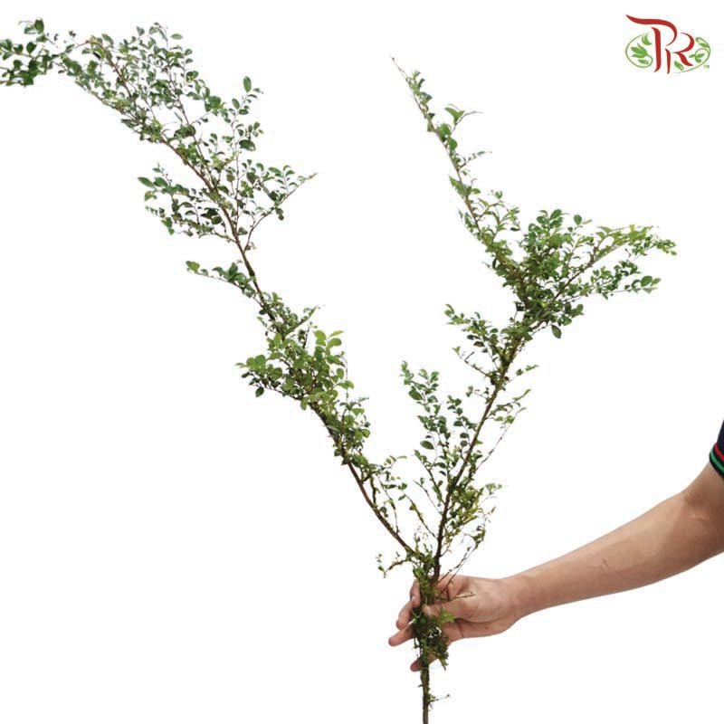 Buxus Sinica 《黄杨》