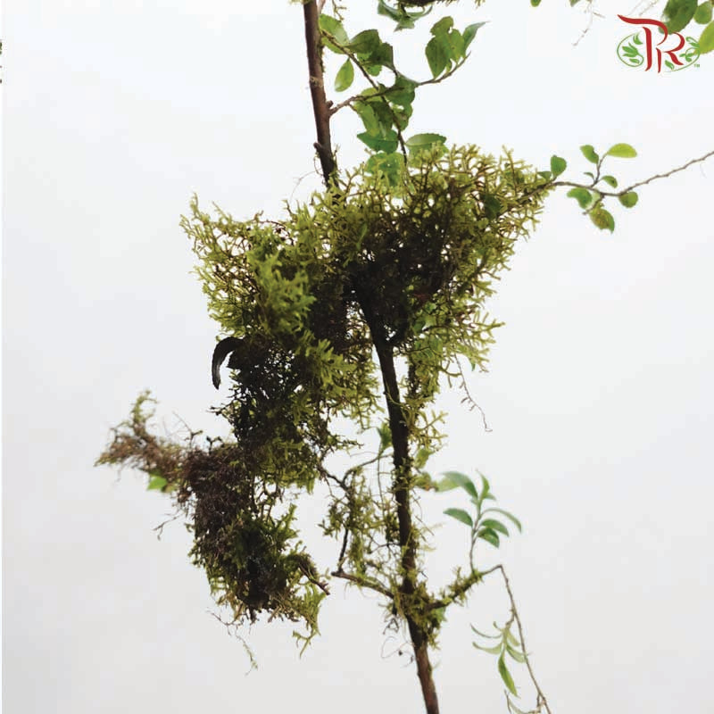 Buxus Sinica 《黄杨》