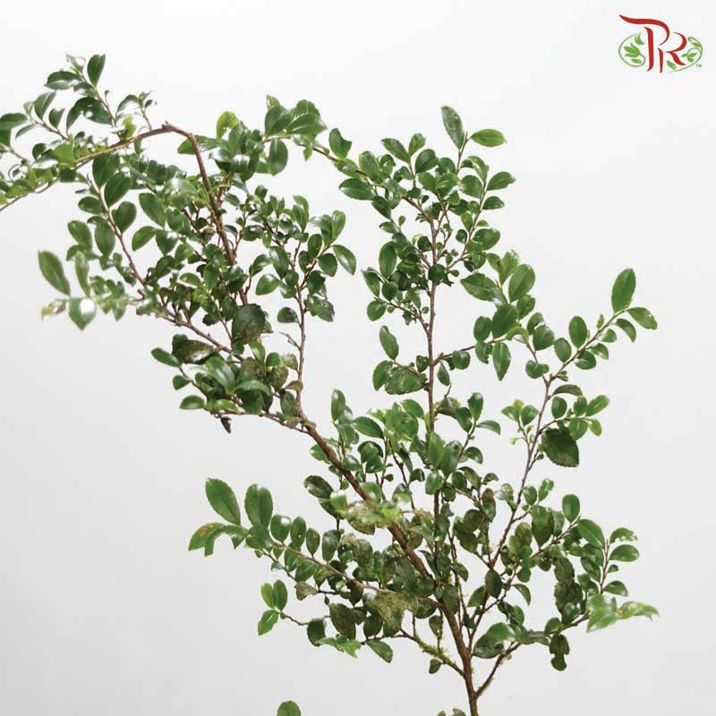 Buxus Sinica 《黄杨》
