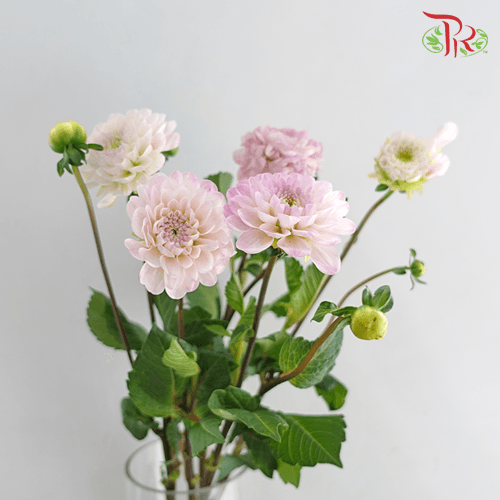 Dahlia Ball Wizzard Of Oz - (5 Stems) - Pudu Ria Florist