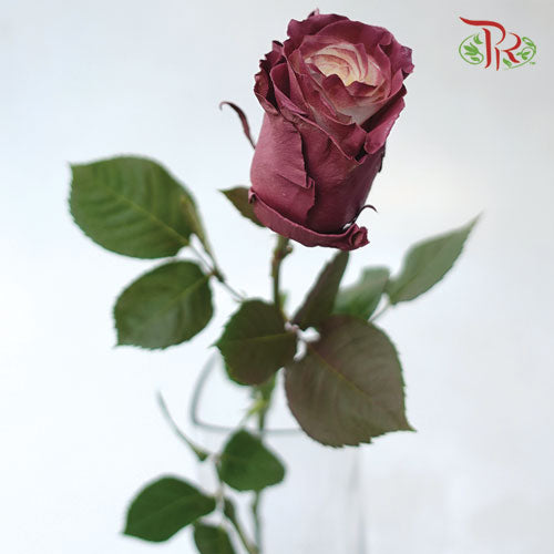 Ceres Rose - Terra (10 Stems) - Pudu Ria Florist