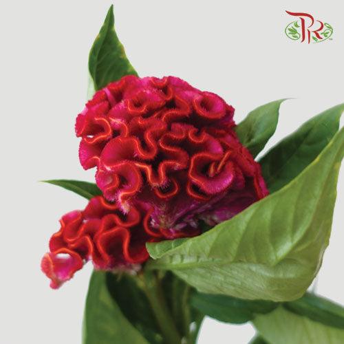 Celosia Round - Red (10 Stems) - Pudu Ria Florist