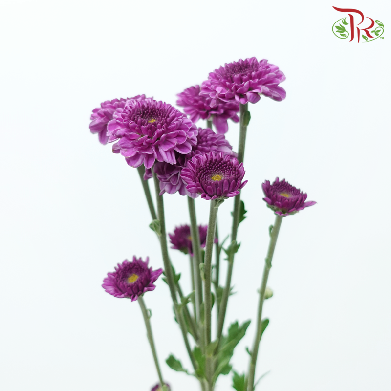 Calimero Mini Pom Pom 《卡利梅罗小绒球菊》