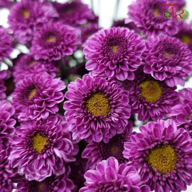 Calimero Mini Pom Pom 《卡利梅罗小绒球菊》