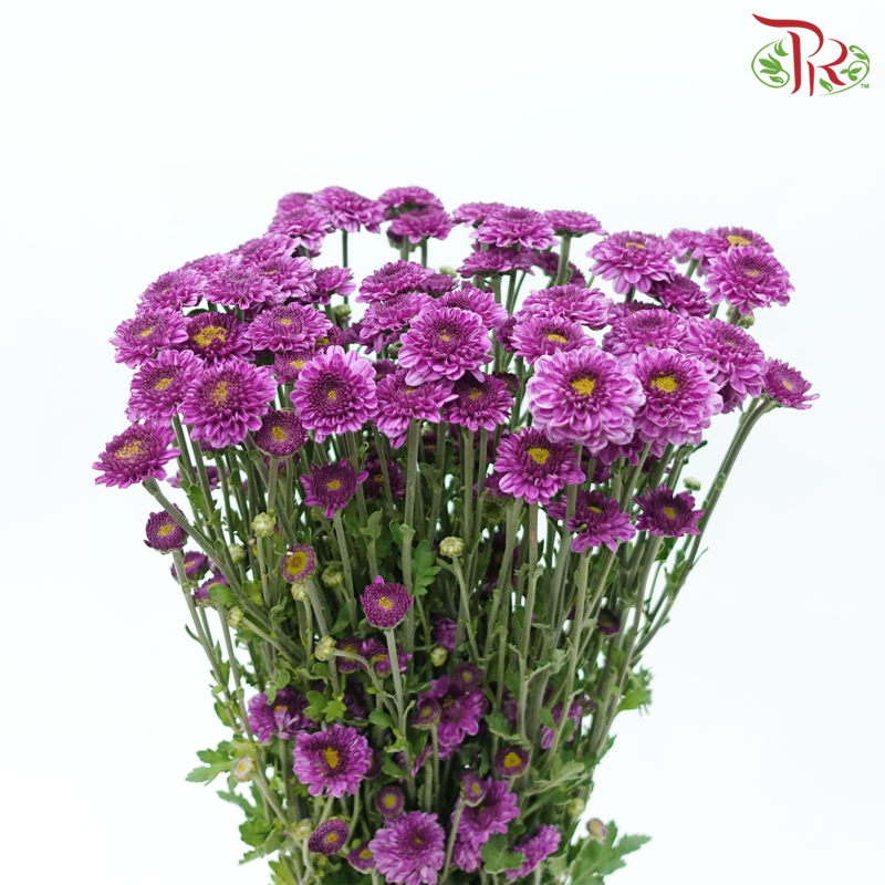 Calimero Mini Pom Pom 《卡利梅罗小绒球菊》