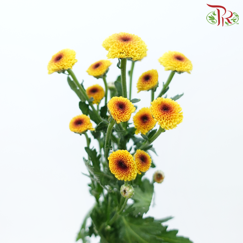 Calimero Mini Pom Pom 《卡利梅罗小绒球菊》