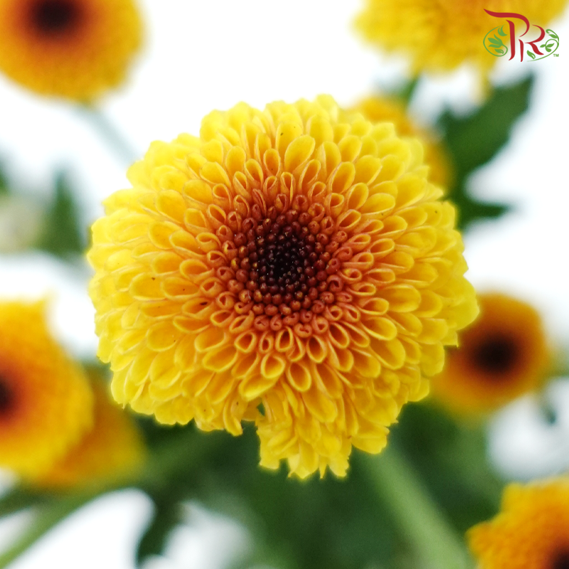 Calimero Mini Pom Pom 《卡利梅罗小绒球菊》