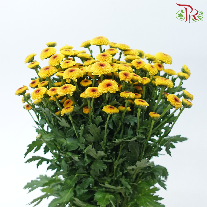 Calimero Mini Pom Pom 《卡利梅罗小绒球菊》