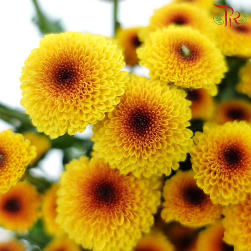 Calimero Mini Pom Pom 《卡利梅罗小绒球菊》