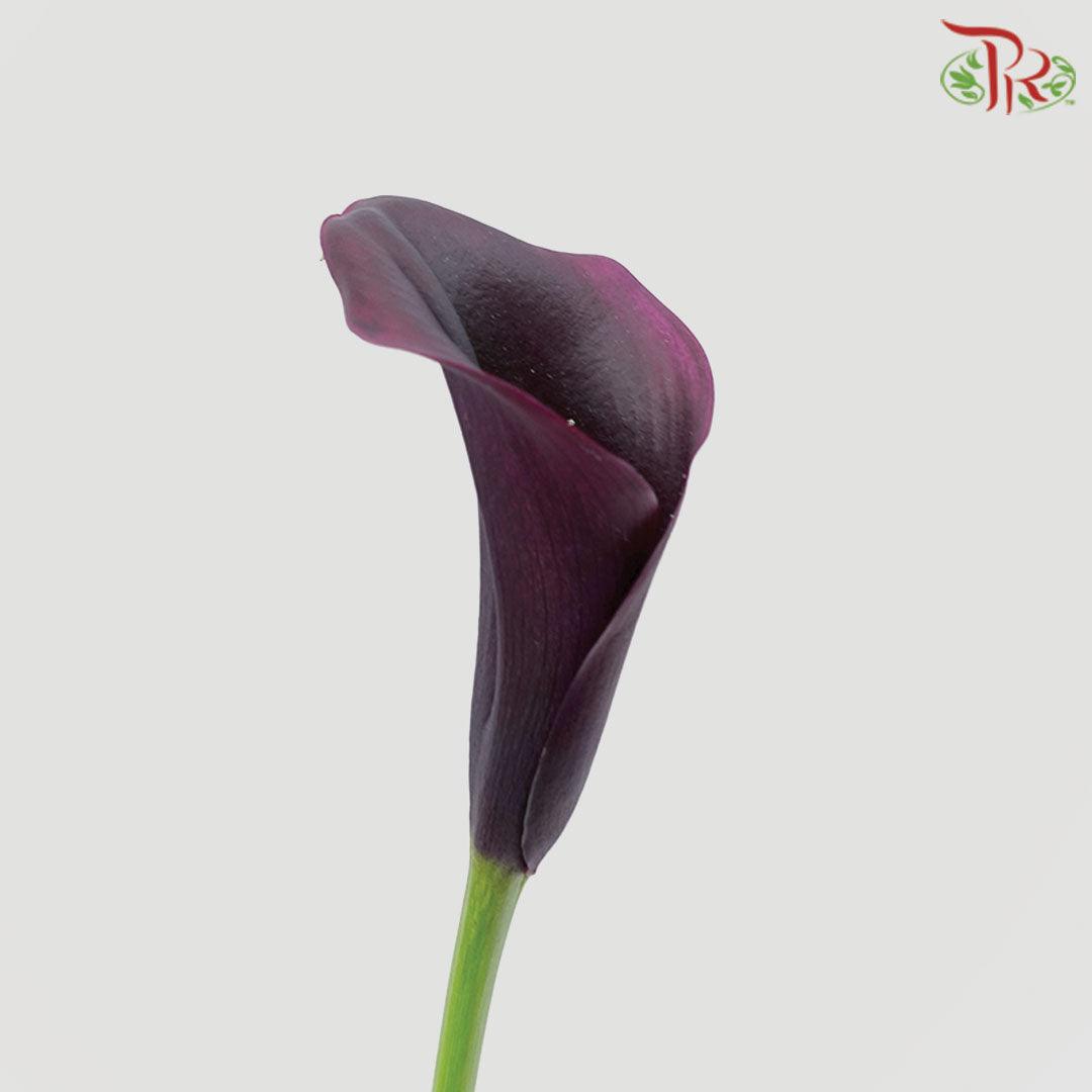 Calla Lily - Dark Purple (5 Stems) - Pudu Ria Florist