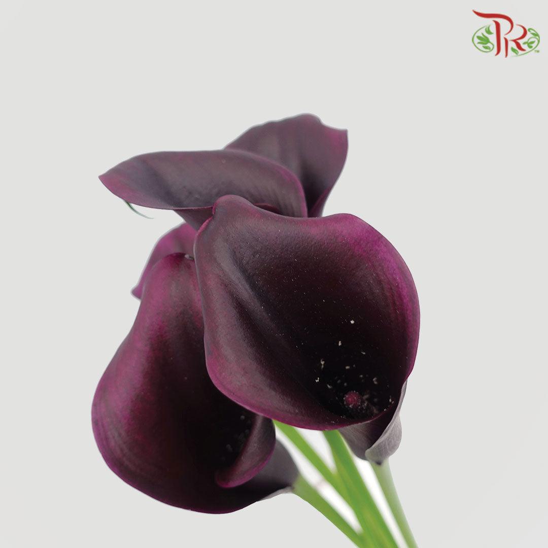 Calla Lily - Dark Purple (5 Stems) - Pudu Ria Florist