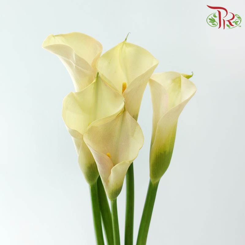 Calla Lily