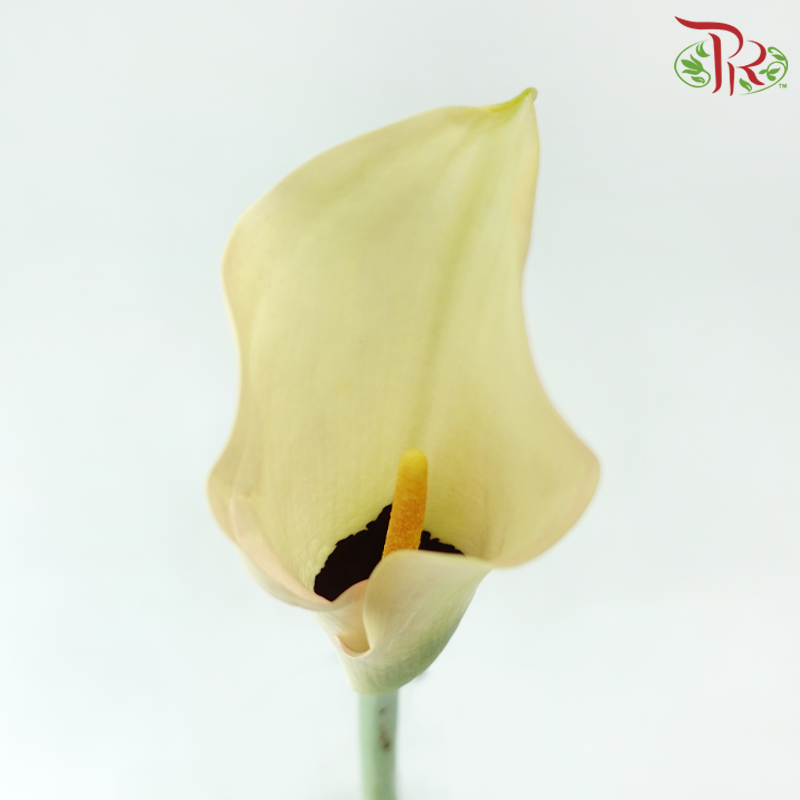 Calla Lily
