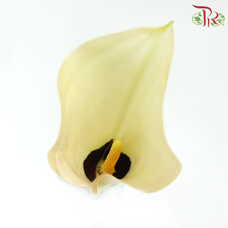 Calla Lily