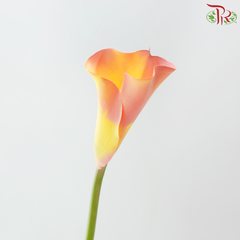 Calla Lily《海芋》