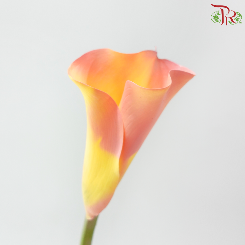Calla Lily《海芋》