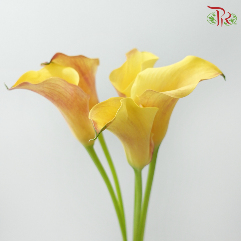 Calla Lily