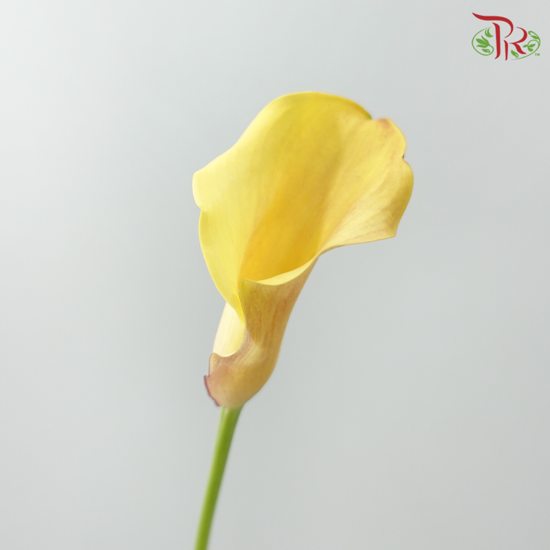 Calla Lily