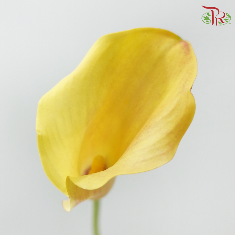 Calla Lily